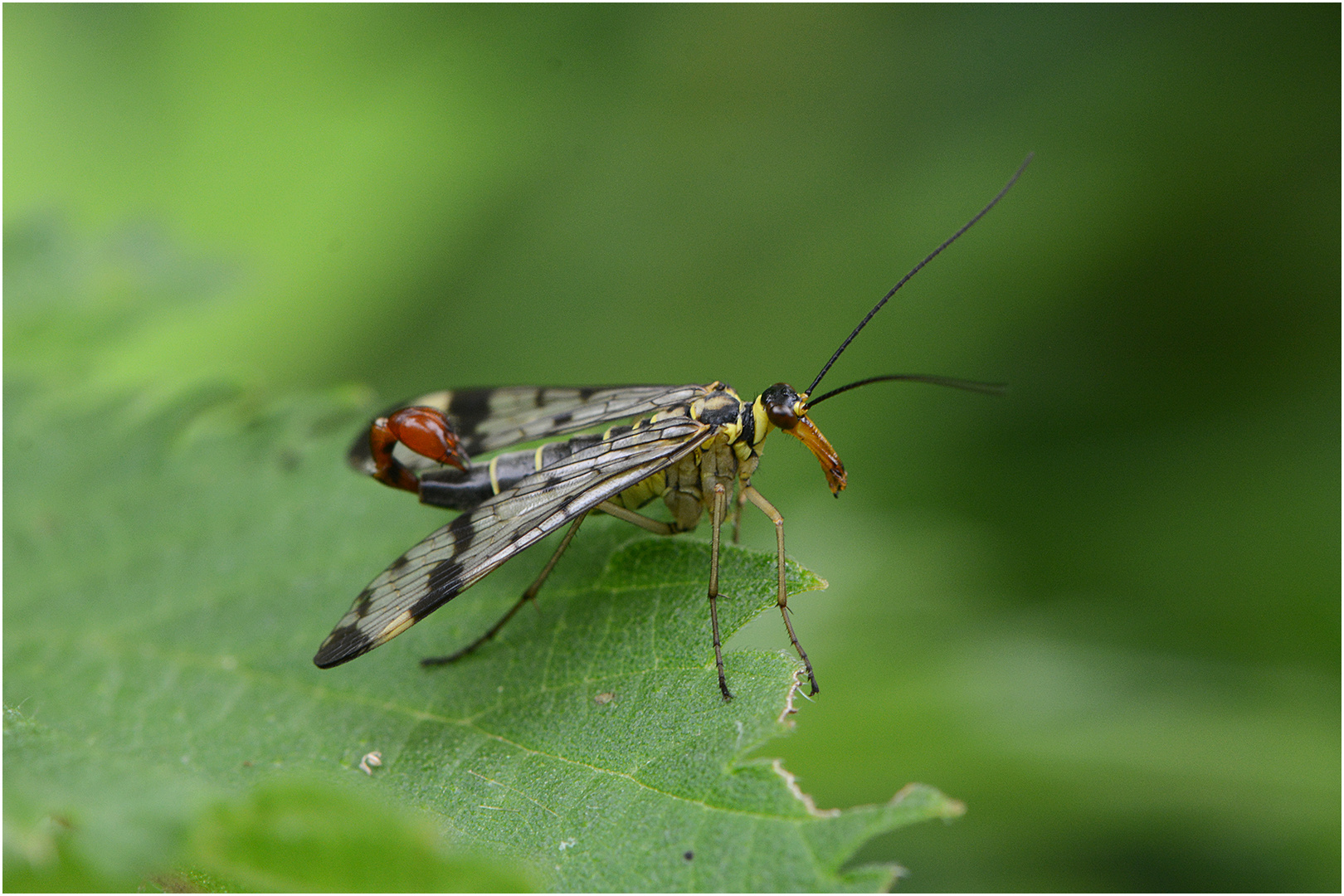 Skorpionsfliege - Panorpidae