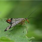 Skorpionsfliege - Panorpidae