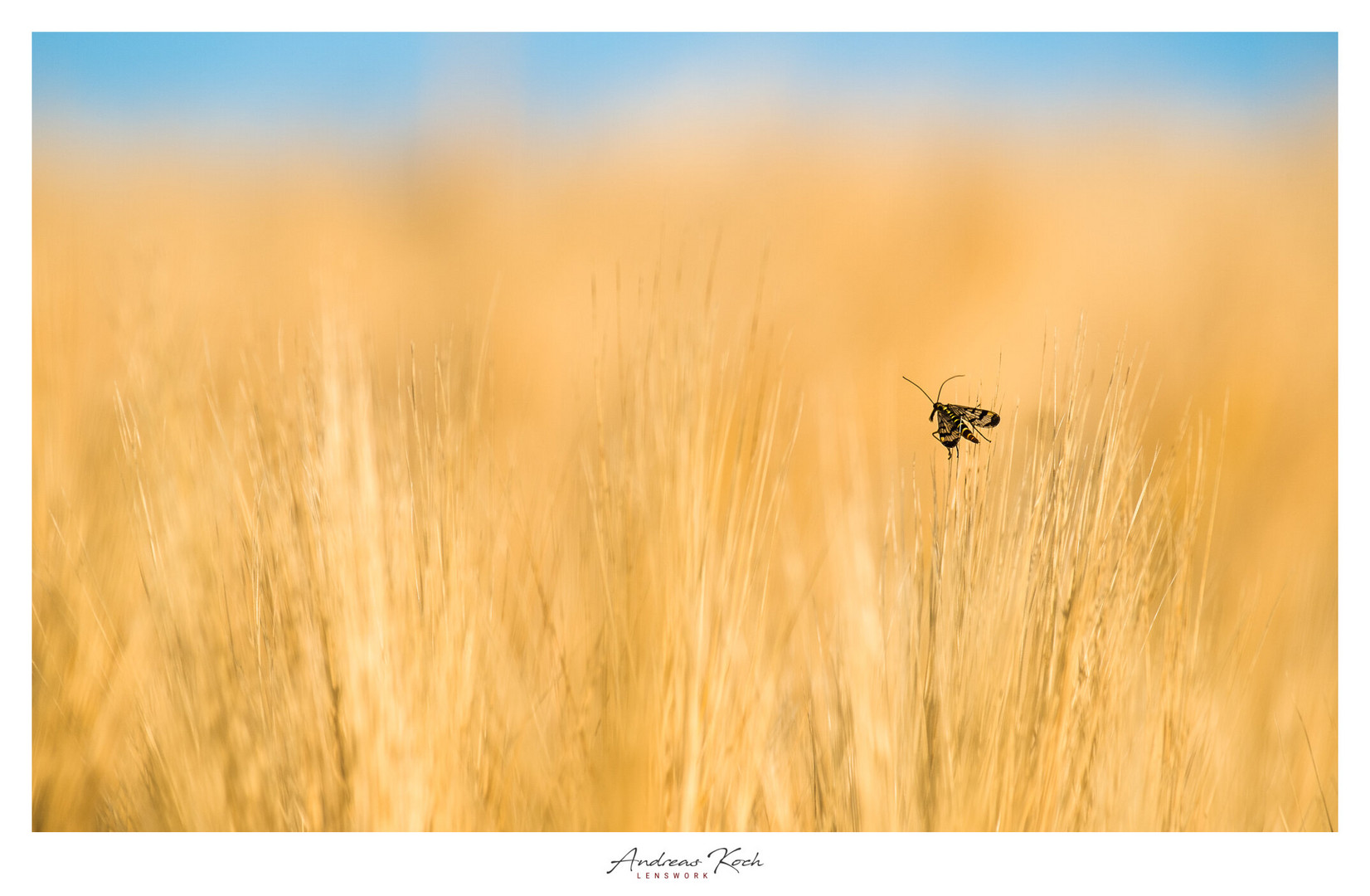 Skorpionsfliege (Panorpidae)