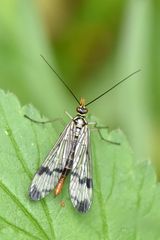 Skorpionsfliege (Panorpidae) Weibchen