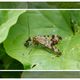 Skorpionsfliege (Panorpidae) Weiblich