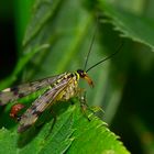 Skorpionsfliege (Ponarpa communis)