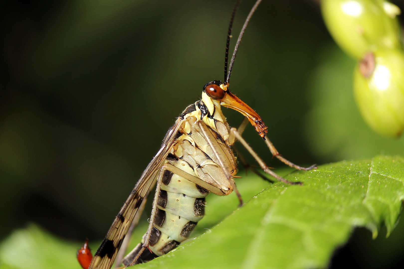 Skorpionsfliege Porträt