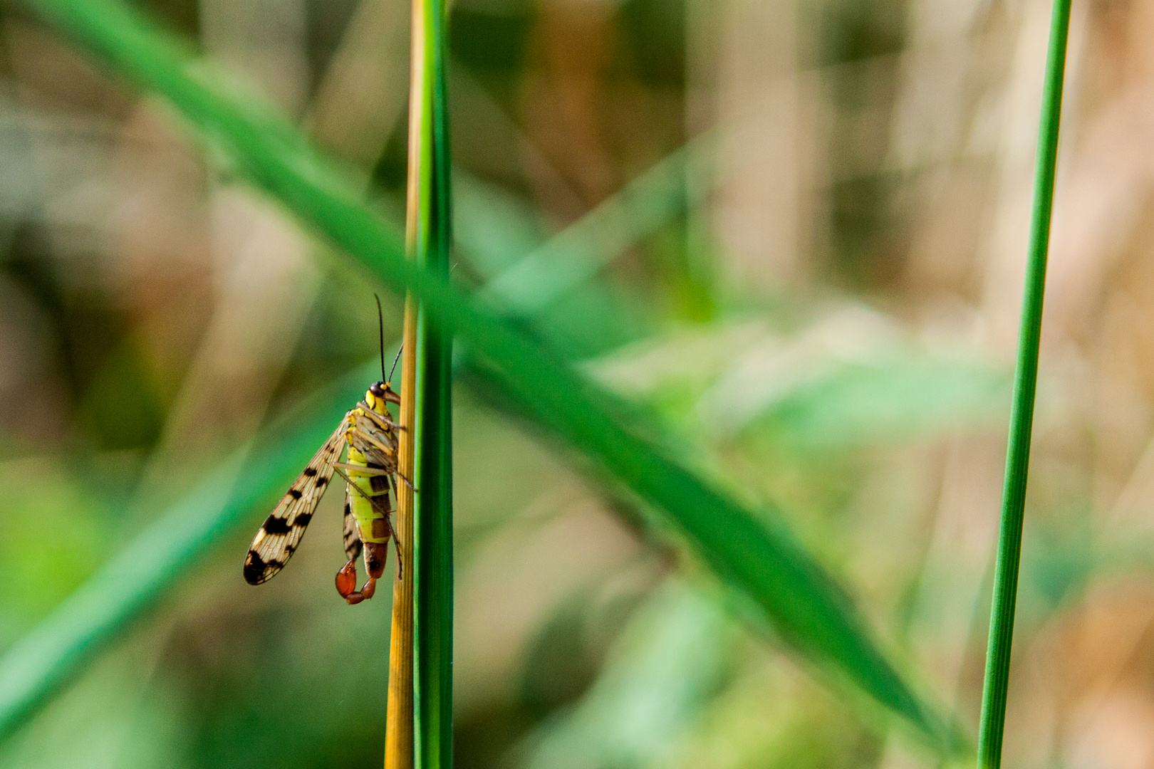 Skorpionsfliege, scorpionsfly