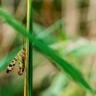 Skorpionsfliege, scorpionsfly