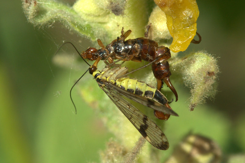 Skorpionsfliege und Ohrwurm