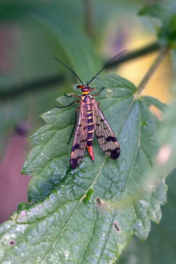 Skorpionsfliege (vermutlich weiblich)