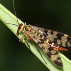 Skorpionsfliege (Weibchen)