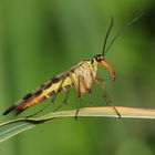 Skorpionsfliege - Weibchen