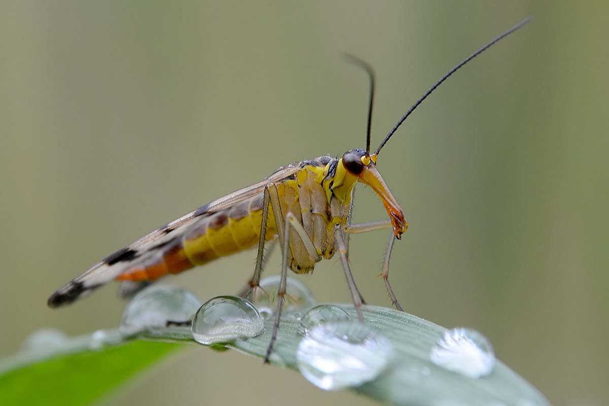 Skorpionsfliege Weibchen