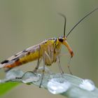 Skorpionsfliege Weibchen