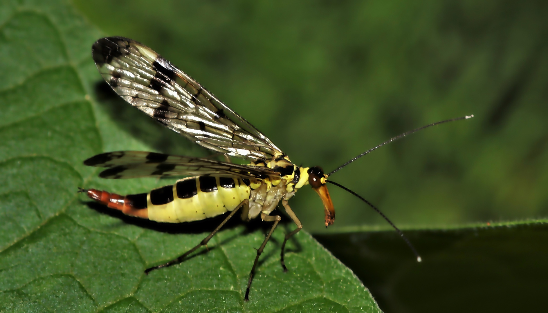 Skorpionsfliege Weibchen