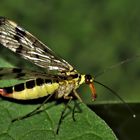 Skorpionsfliege Weibchen