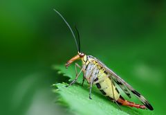 Skorpionsfliege (Weibchen)