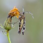 Skorpionsfliege- Weibchen