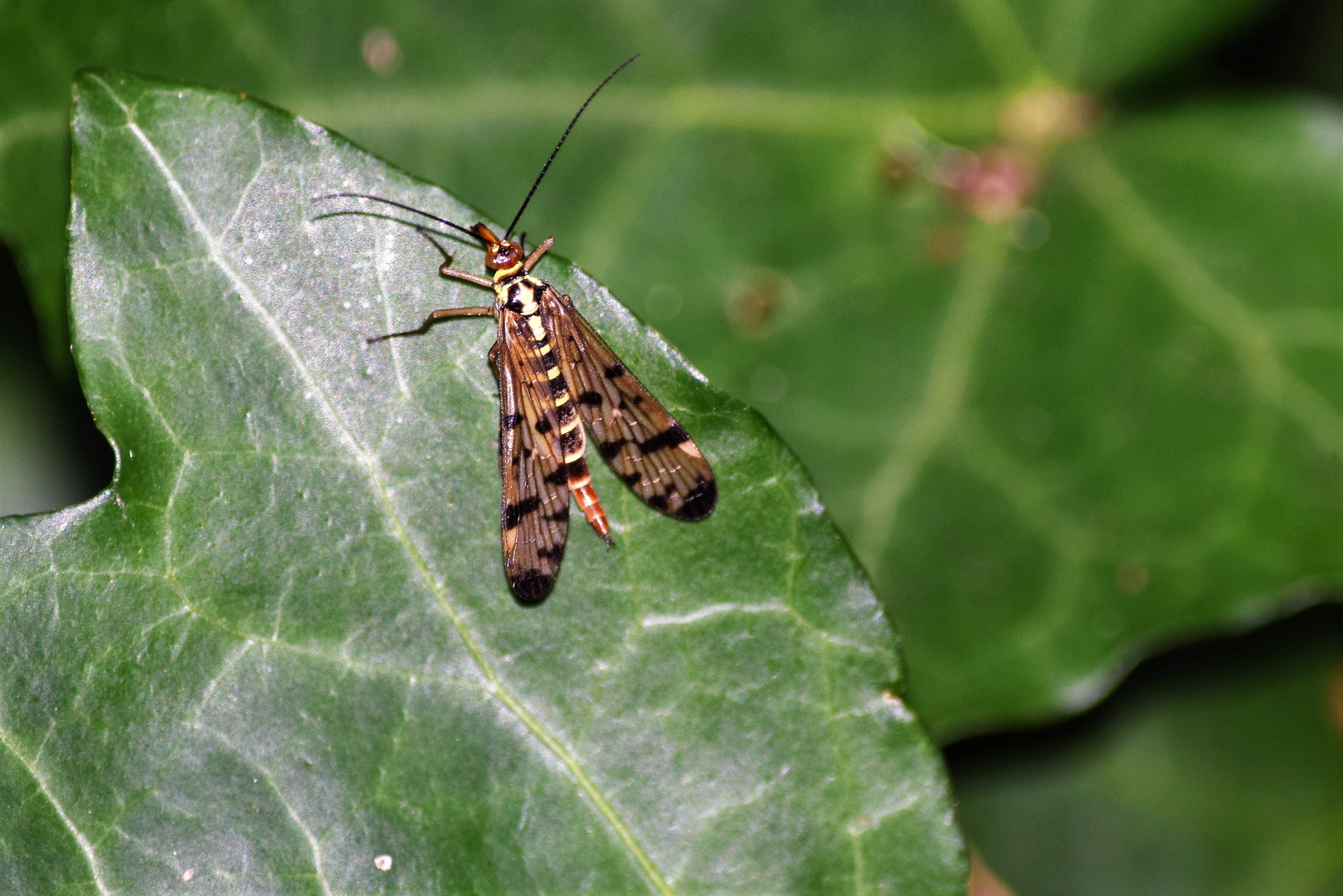 Skorpionsfliege (Weibchen)