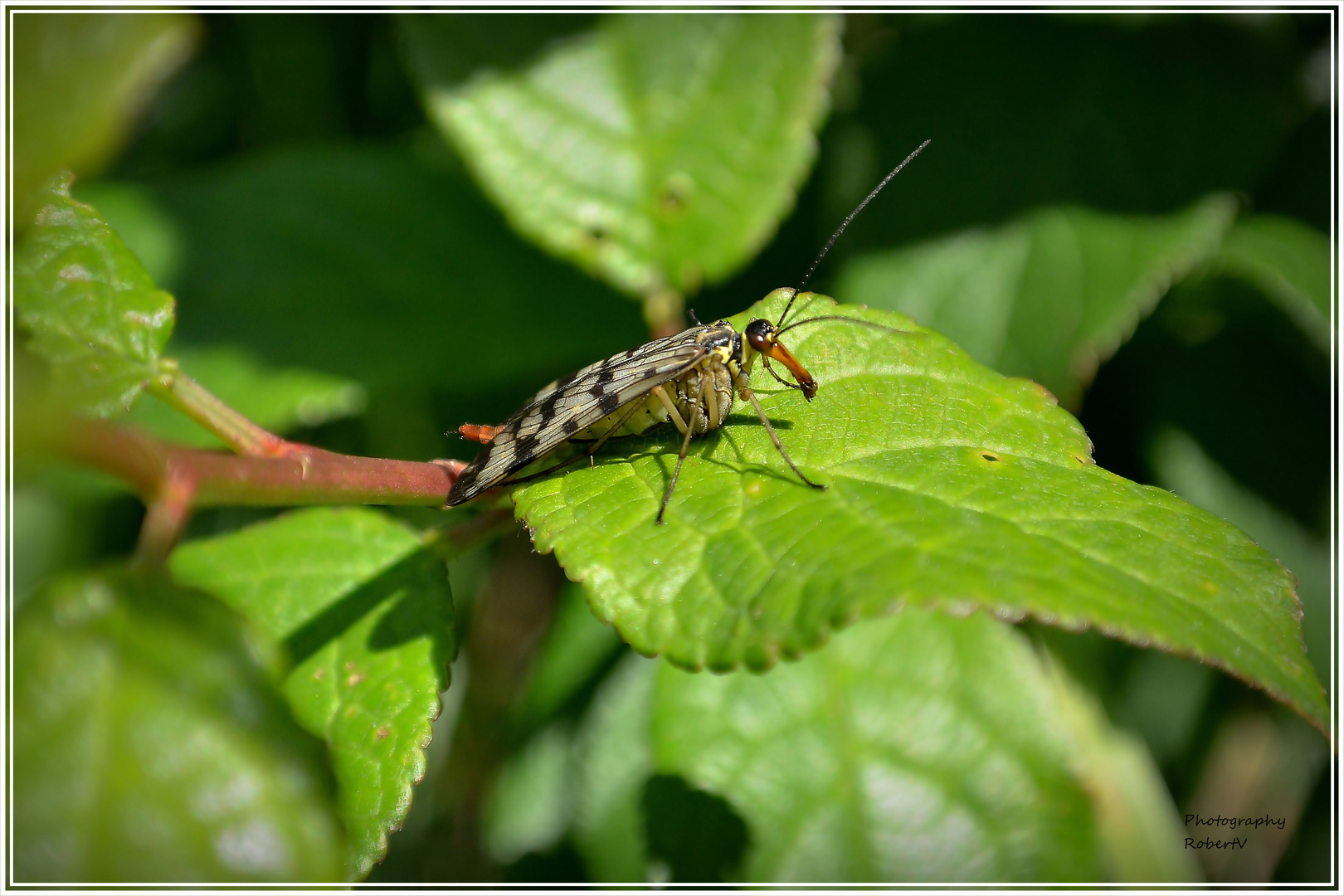 Skorpionsfliege (Weibchen)