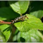 Skorpionsfliege (Weibchen)