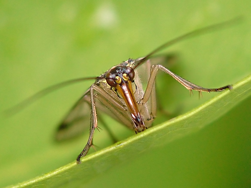 Skorpionsfliege (Weibchen)