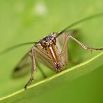 Skorpionsfliege (Weibchen)