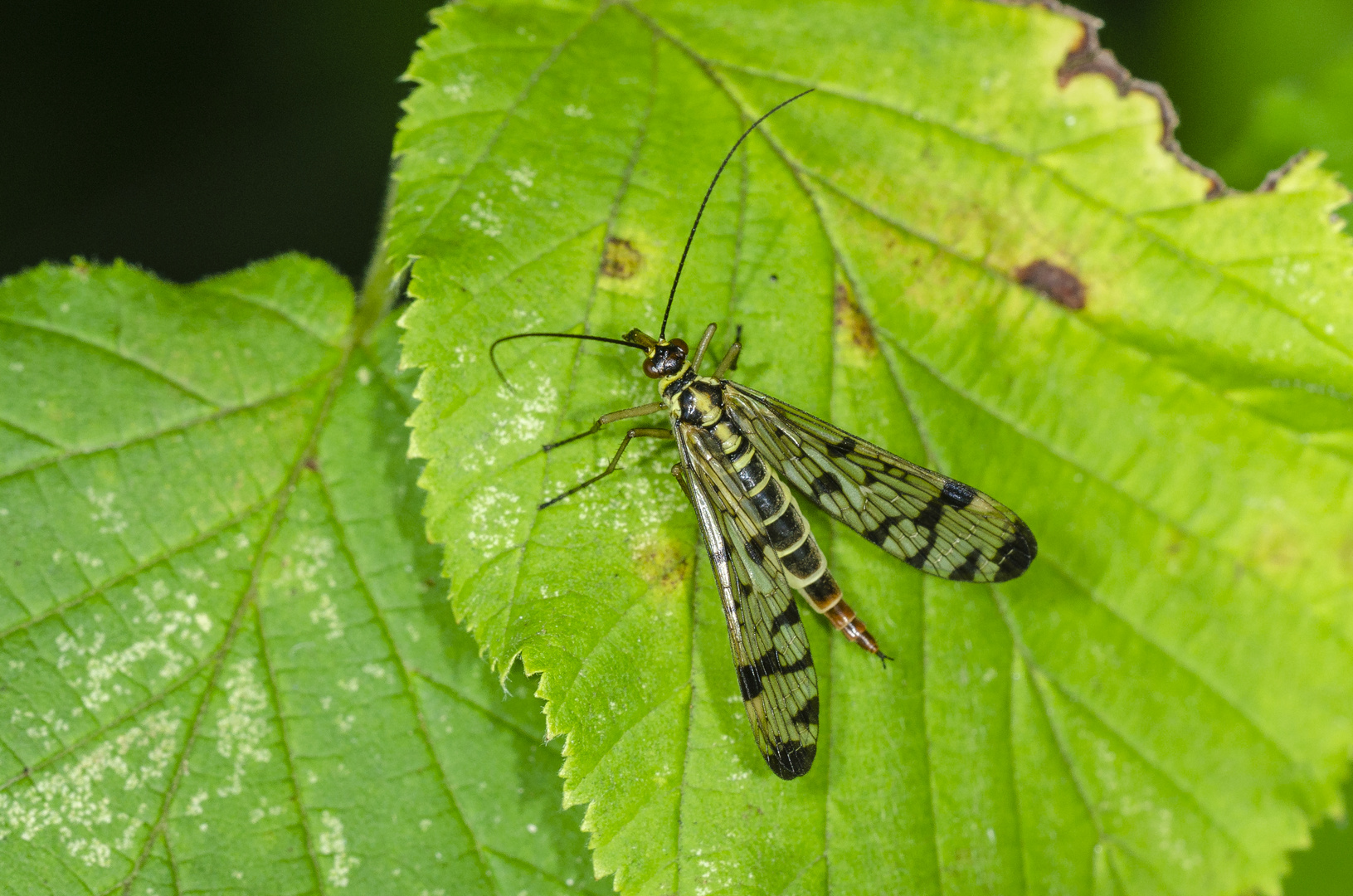 Skorpionsfliege , Weibchen (Panorpa communis)