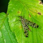 Skorpionsfliege , Weibchen (Panorpa communis)