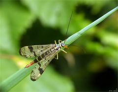 Skorpionsfliege  (weibl.)
