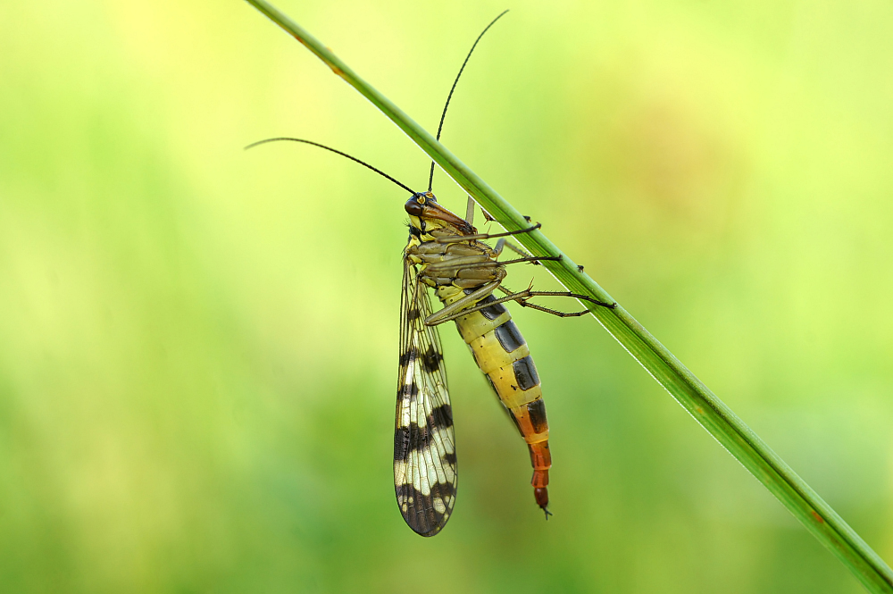 Skorpionsfliege weiblich