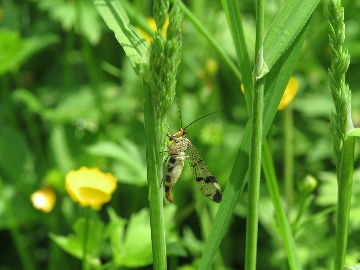 Skorpionsfliege weiblich