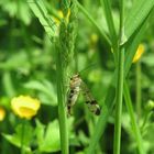 Skorpionsfliege weiblich