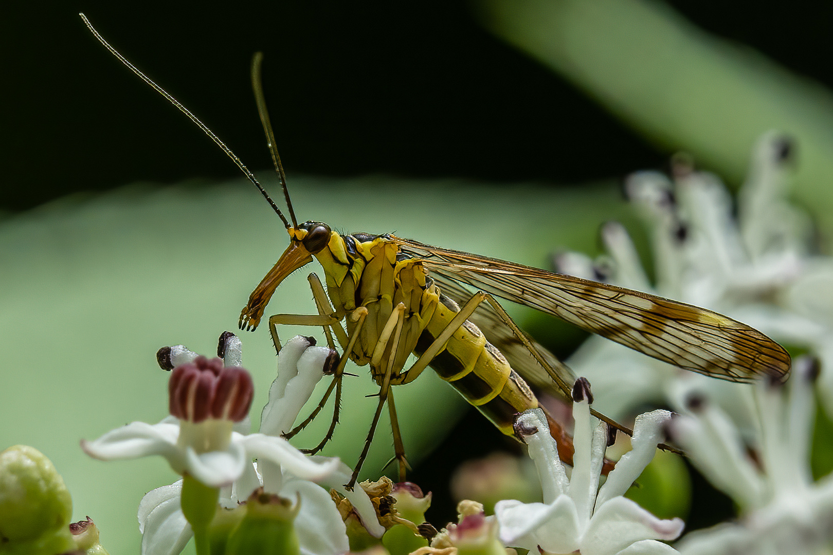 Skorpionsfliege (weiblich)