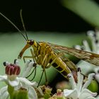 Skorpionsfliege (weiblich)