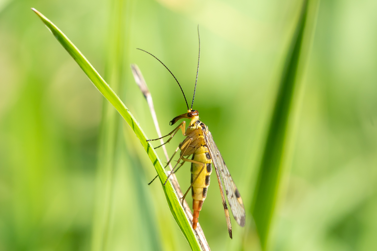 Skorpionsfliege weiblich