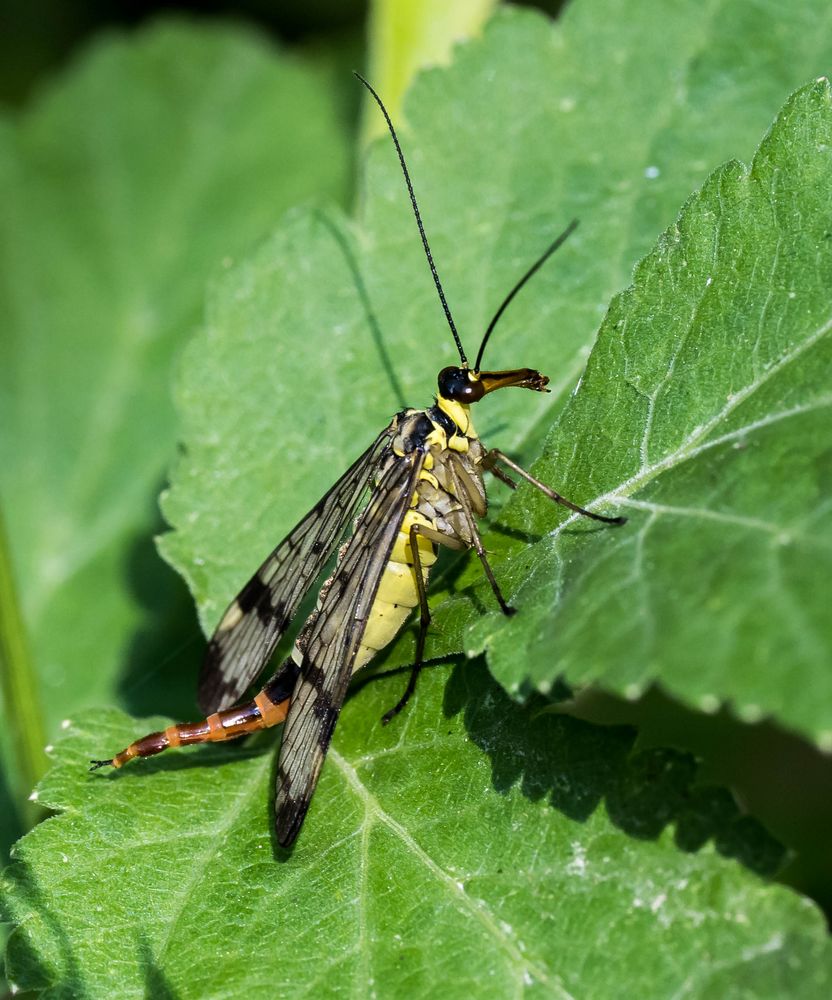 Skorpionsfliege, weiblich