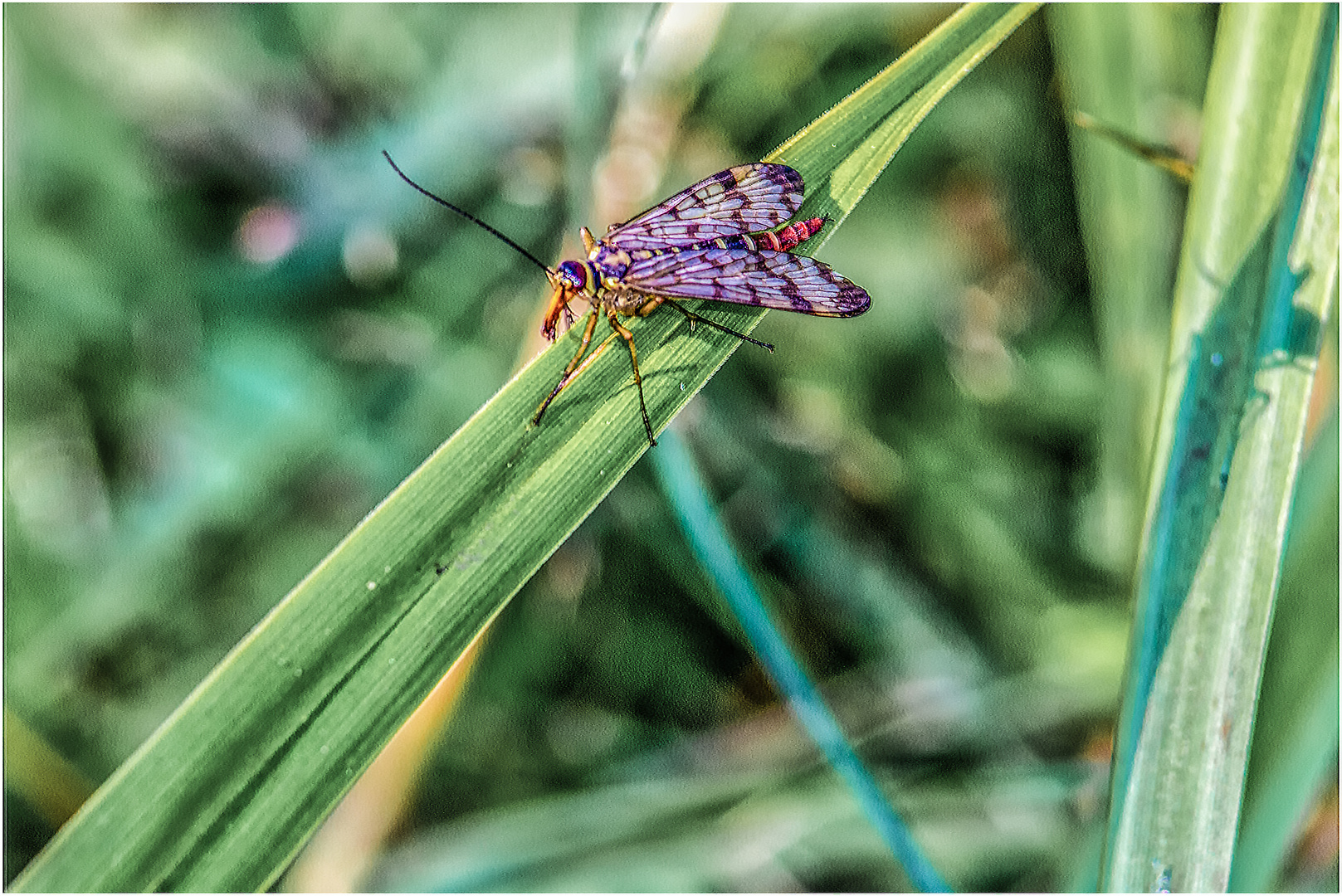 Skorpionsfliege, weiblich 