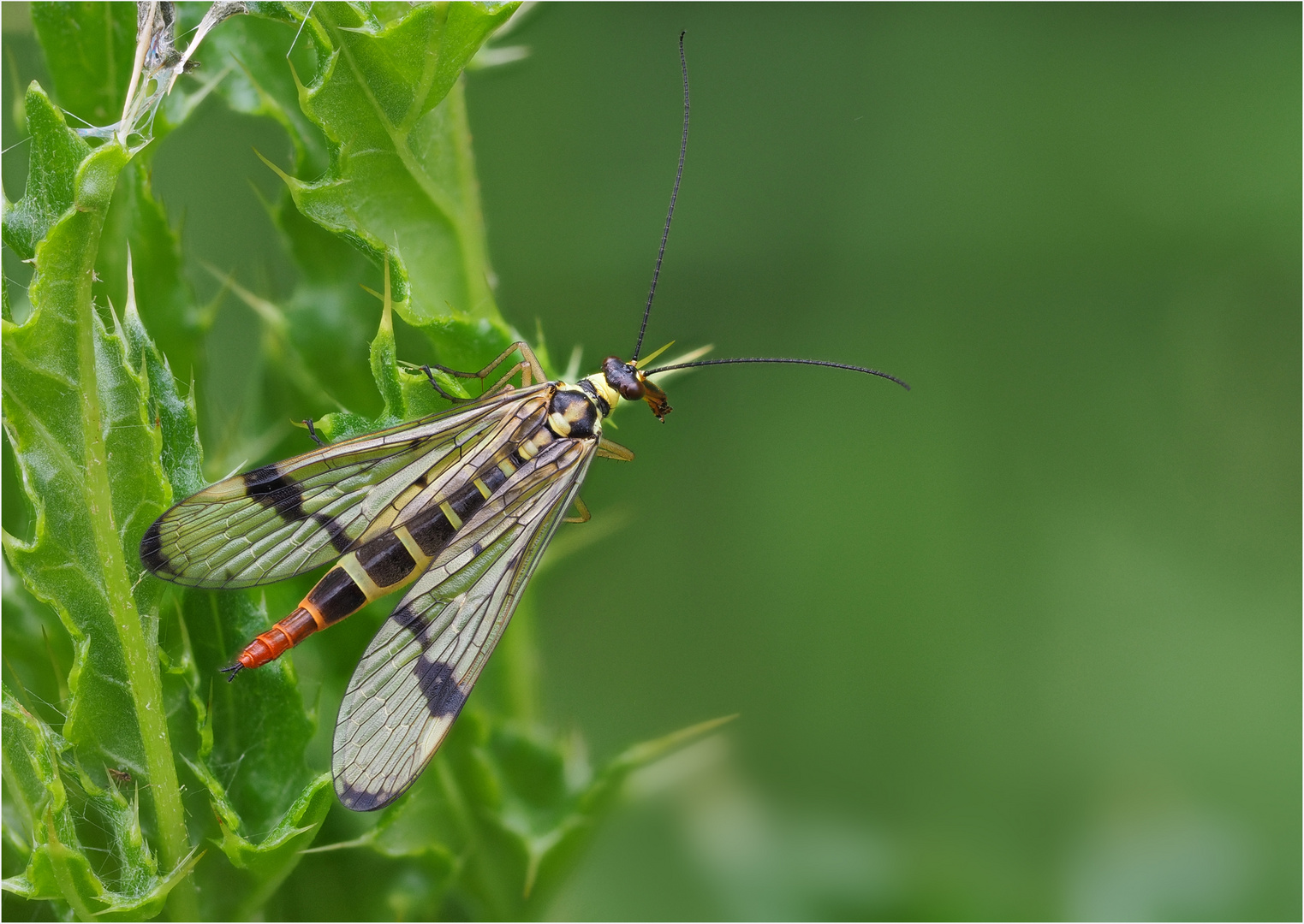 Skorpionsfliege /weiblich