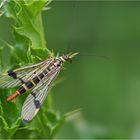 Skorpionsfliege /weiblich