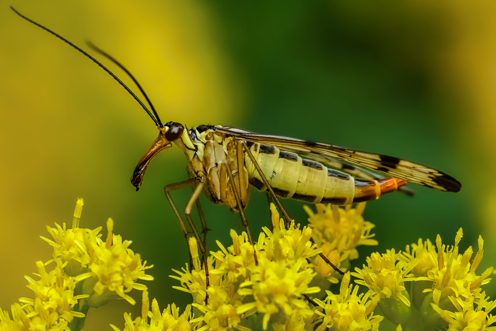 Skorpionsfliege (Weiblich)