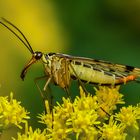 Skorpionsfliege (Weiblich)