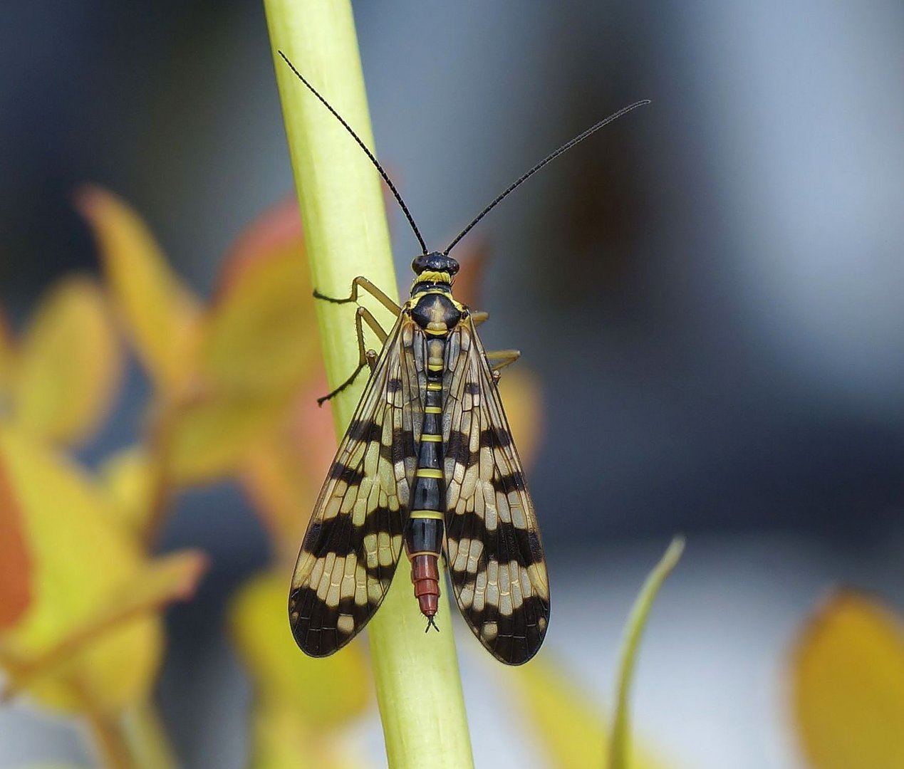 Skorpionsfliege weiblich