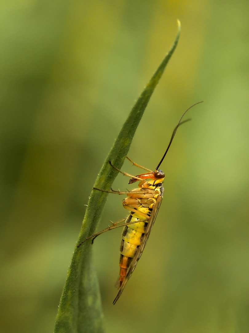 Skorpionsfliege weiblich