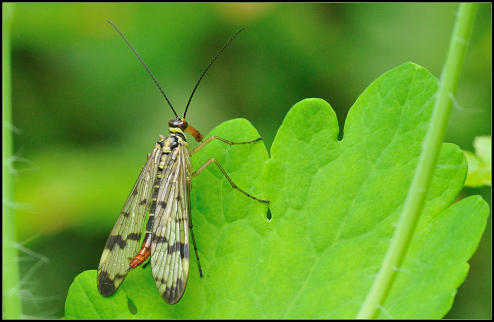 Skorpionsfliege - weiblich -