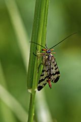 Skorpionsfliege weiblich