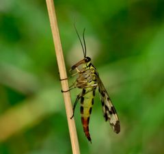 Skorpionsfliege (weiblich)