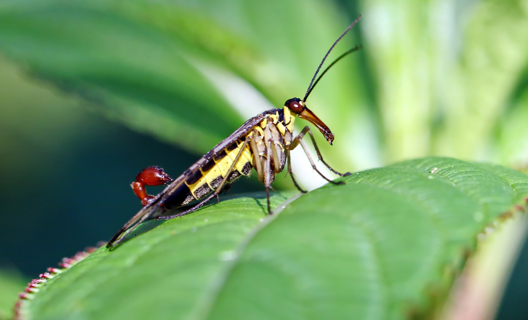 Skorpionsfliege,Männchen