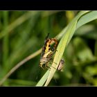 Skorpionsfliegen bei der Paarung