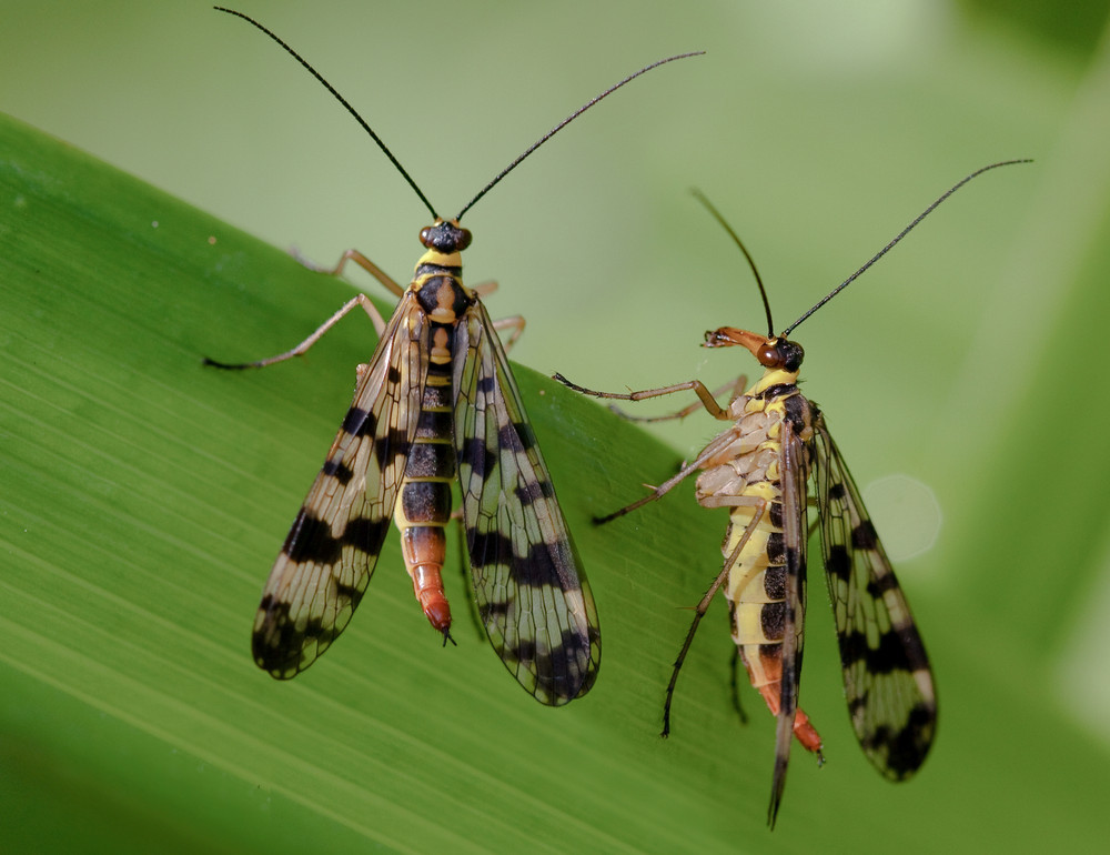 skorpionsfliegen