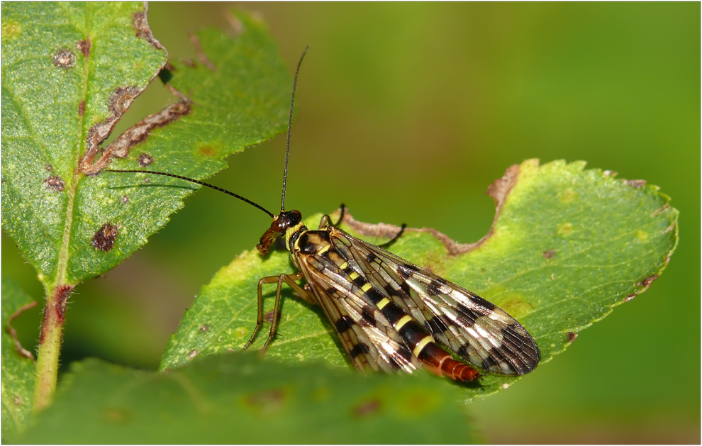 Skorpionsfliegen Heckansicht