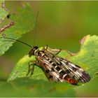 Skorpionsfliegen Heckansicht