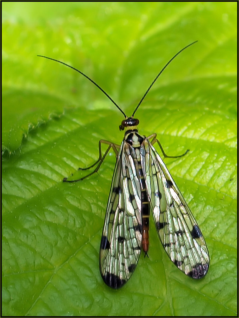 Skorpionsfliegen Mädel...